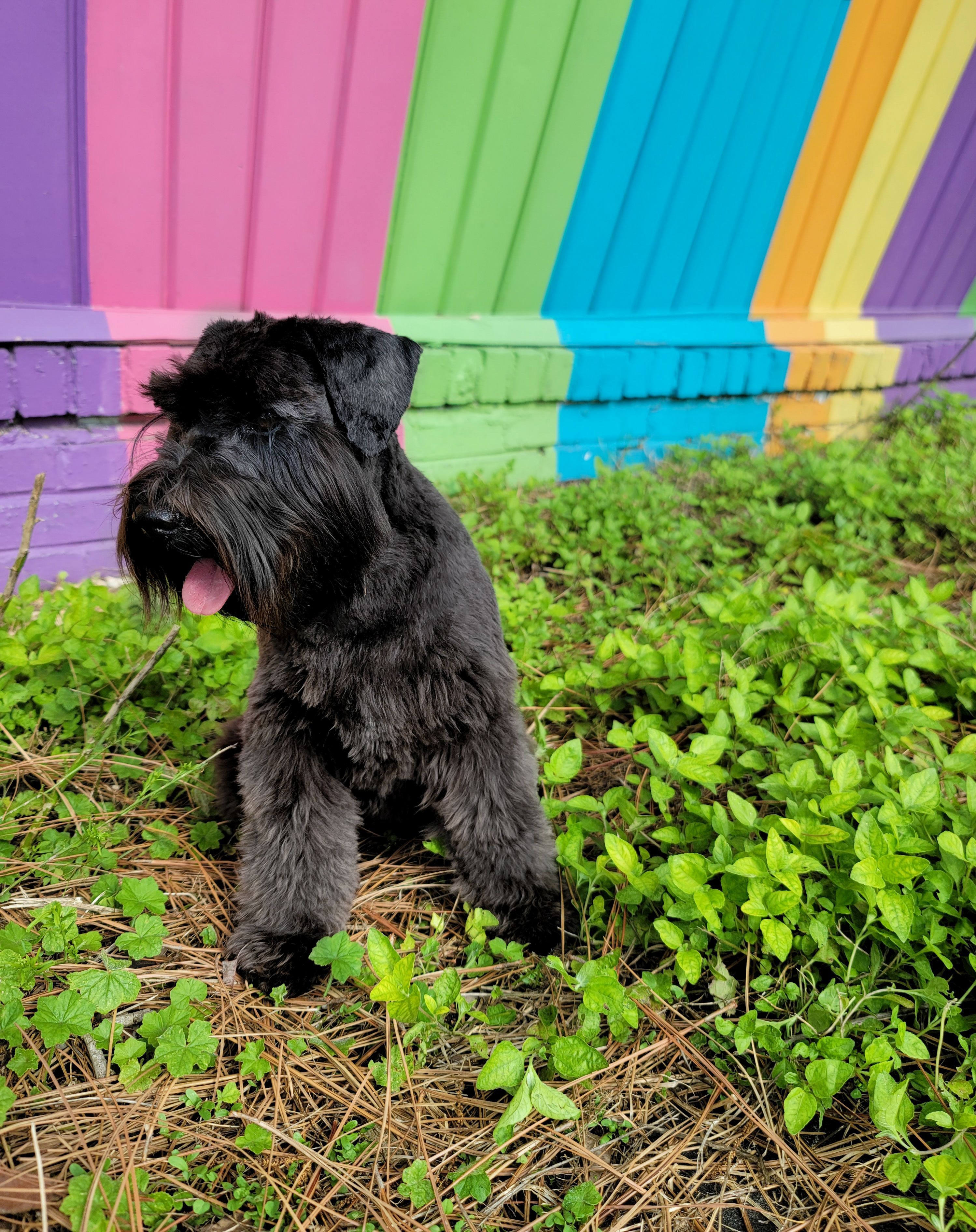 Um Schnauzer Miniatura preto se destaca contra uma parede pintada em arco-íris