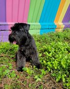 A black Miniature Schnauzer stands out against a rainbow painted wall 