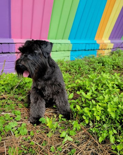 A black Miniature Schnauzer stands out against a rainbow painted wall 