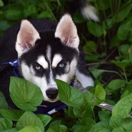 Alaskan Malamute and Siberian Husky Puppies from Chocolate Hollow Farms
