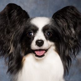 Papillons from JBar Papillons