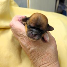 Rowan - Red gold male Lhasa Apso puppy in Hillsboro, Oregon from Luv-N-Laughter Lhasa Apsos