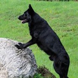 German Shepherds from von Bauernhöfe Bedard