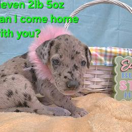 Eleven - Merle female Great Dane puppy in Bay City, Michigan from Monarch Danes