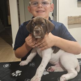 German Shorthaired Pointer Puppies from Bear Creek Pointers