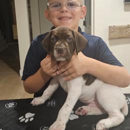 German Shorthaired Pointer Puppies from Bear Creek Pointers