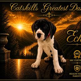 Echo - Mantle female Great Dane puppy in Liberty, New York from Catskills Greatest Danes