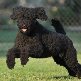 Goldendoodles and Poodles from SnoogleDoodles