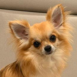 Ramiris - Chihuahua