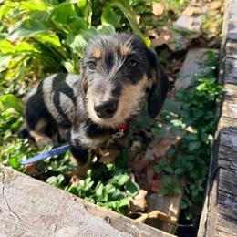 Anna - Black and tan female Dachshund puppy in Boston, Kentucky from Boston Crossing