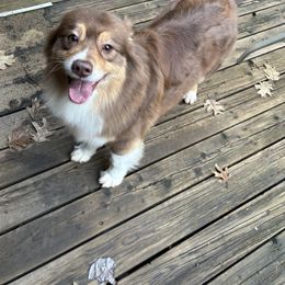Reba - Australian Shepherd