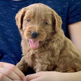 Goldendoodle Puppies from Fort Worth Goldendoodles