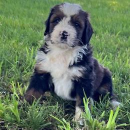 Stripes - Sable male Bernedoodle puppy in Kansas City, Missouri from Beary GoldenDoodles