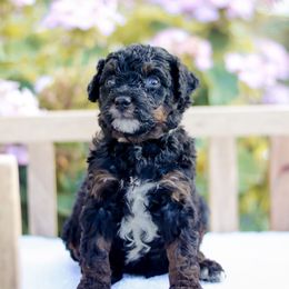 Lolli - Phantom female Bernedoodle puppy in Crete, Nebraska from Doodles & Co