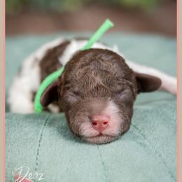 Luca - Brown and white male Cockapoo puppy in Connersville, Indiana from Deaz Doodle Ranch