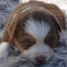 Milo - Red Miniature Australian Shepherd puppy in Redfield, Kansas from CY Ranch Aussies