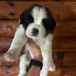 Purple Collar - Brown and white female Saint Bernard puppy in New York from Johnson Farms