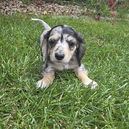Olive - Dapple female Dachshund puppy in Grand Junction, Colorado from Mercedes Canetti-Lara