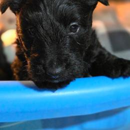 Titan - Black male Scottish Terrier puppy in Seymour, Missouri from Fairview's Precious Pups