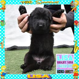 LISA -- BRIGHT GIRL - Black female German Shepherd puppy in Murrieta, California from Diamond Oaks German Shepherds