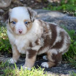 Soaphia - Red merle female Miniature Australian Shepherd puppy in Evant, Texas from Lazy VT Bar Ranch