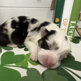 Mac (Blue merle) - Blue merle and white male American Corgi puppy in Scottown, Ohio from Wyndy Ridge Corgis