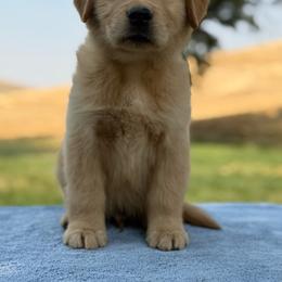 Orange Collar - Golden male Golden Retriever puppy in Touchet, Washington from Windust Kennels