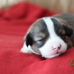 Cypress - Sable male Pembroke Welsh Corgi puppy in Karnack, Texas from Sureshot Corgis