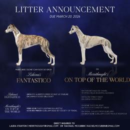 Whippet Puppies from Merrithought Whippets