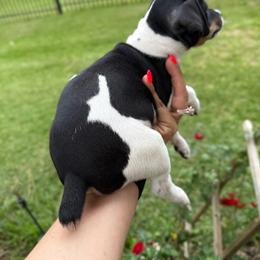 Margo - Black and white female Rat Terrier puppy in Magnolia, Texas from Hillyard Ranch