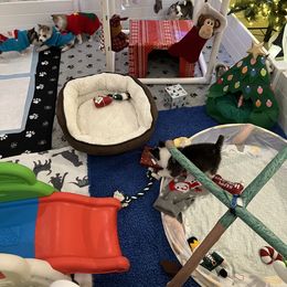 Golden Retriever, Miniature American Shepherd, and Siberian Husky Puppies from HuskiesAndGoldensWithFinesse