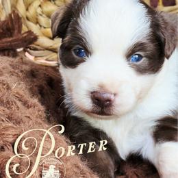 Porter - Price 1850 - Red & white male Australian Shepherd puppy in Ennis, Texas from God’s Little Aussies