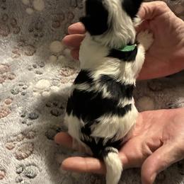 Biewer Terrier Puppies from Moonshadow Biewer Terriers