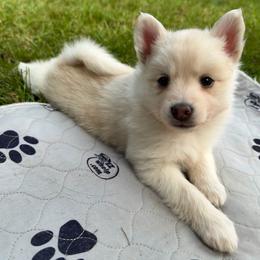Calamity Jane - Gray and white female Pomsky puppy in Blue Earth, Minnesota from Blue Sky Pomsky