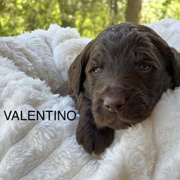 Goldendoodle Puppies from O’Doodle Clan Goldendoodles