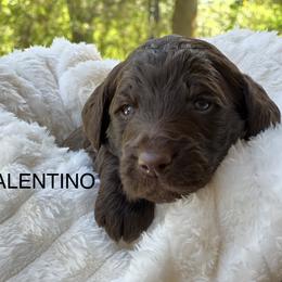 Goldendoodle Puppies from O’Doodle Clan Goldendoodles