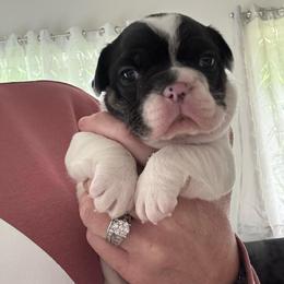 Starkhaus' Lil' Flopsy Cottontail - White and black female French Bulldog puppy in Westerly, Rhode Island from Starkhaus Rottweilers & Frenchies