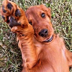 Pink - Mahogany Irish Setter puppy in Fredonia, New York from Northwinds