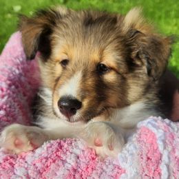 Shetland Sheepdogs from Triple S Shelties