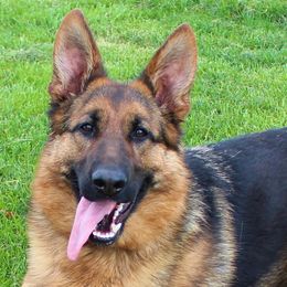 Trash-Em - German Shepherd