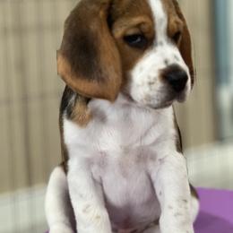 Beagle Puppies from Leslie Beagles of Leslie Farm