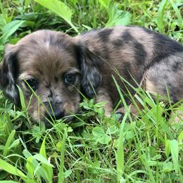 Dachshund Puppies from Bald Mountain Dachshunds