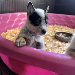 Girl 3 - Blue female Australian Cattle Dog puppy in Norton, Ohio from Australian Cattle Dog Company