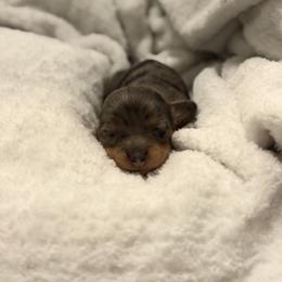 6000 Female Black And Tan Dapple - Dapple female Dachshund puppy in El Paso, Texas from InnerVision K9 & Dachs