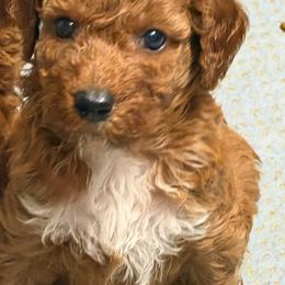AKC Girl 1 - Red  female Poodle puppy in Southwest Ranches, Florida from Herringbone ‘s Poodles