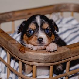 Sia - Black tri female Toy Australian Shepherd puppy in Fresno, California from Alpine Tails