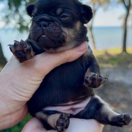 Cocoa and Tan Girl (solid) - Liver female French Bulldog puppy in Gulf Breeze, Florida from SW Frenchies