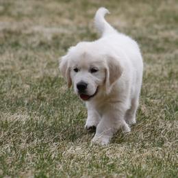 Golden Retriever Puppies from K & M Golden Retrievers