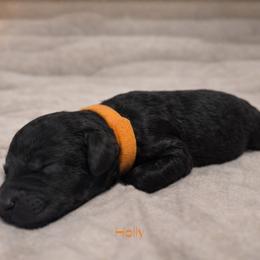 Holly Wheeler - Black female Bernedoodle puppy in Bennett, Colorado from Darling Paws Bernedoodles, LLC
