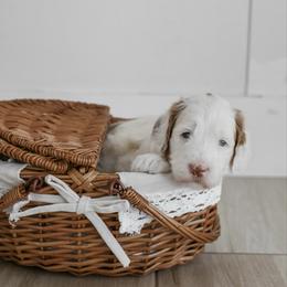 Fern - Parti male Goldendoodle puppy in Salem, Virginia from Aloha Doodles & Poodles